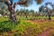 Sunny outdoor scene of Cape Milazzo countryside, Sicily, Italy, Europe. Marvelous morning view of blooming tangerine garden. Beaut