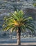 Sunny palm tree, rock background