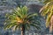 Sunny palm tree, rock background