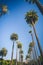 Sunny palms of Beverly Hills in Los Angeles