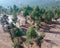 Sunny Panoramic Forest of Spruce Trees in Autumn