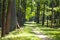 Sunny path in the forest...