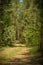 Sunny pathway in the forest on a summer day