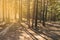 Sunny pathway in the forest on a summer day with pine trees shadows