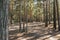 Sunny pathway in the forest on a summer day with pine trees shadows