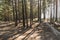 Sunny pathway in the forest on a summer day with pine trees shadows