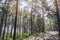 Sunny pathway in the forest on a summer day with pine trees shadows