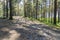 Sunny pathway in the forest on a summer day with pine trees shadows