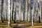 Sunny pathway in november autumn birch grove