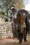 A sunny photo of the horse washing process with splashes of water.