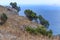 A sunny photo with a picturesque south landscape with mountains, sea and pines