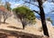 A sunny photo with a picturesque south landscape with mountains, sea and pines