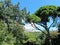 Sunny picturesque pine glade with mountain views. Large coniferous trees prevail-cypress, Italian and Crimean pine