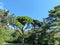 Sunny picturesque pine glade with mountain views. Large coniferous trees prevail-cypress, Italian and Crimean pine