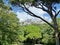 Sunny picturesque pine glade with mountain views. Large coniferous trees prevail-cypress, Italian and Crimean pine