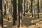 Sunny Pine Forest In Autumn. Tree Trunks Looking Uphill