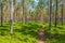 Sunny pine forest with a hiking trail