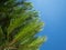 Sunny pine treetop