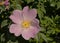 Sunny  pink dogrose flower - Rosa canina