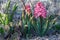Sunny pink hyacinth growing outdoors