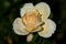 Sunny portrait of a  yellow Lions rose bloom