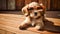 Sunny Pup: A Stylish Puppy Enjoying the Sun with Sunglasses