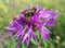 Sunny purple thistle flower with large fat bumble bees close up