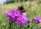 Sunny purple thistle flower with large fat bumble bees close up