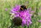 Sunny purple thistle flower with large fat bumble bees close up