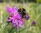 Sunny purple thistle flower with large fat bumble bees close up