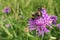 Sunny purple thistle flower with large fat bumble bees close up