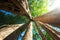 Sunny rainforest with giant banyan tropical tree. Cambodia