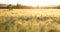 Sunny ripe crop - yellow corn field during sunrise