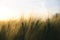 Sunny ripe crop - yellow corn field during sunrise