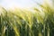 Sunny ripe crop - yellow corn field during sunrise