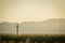 A sunny romanian landscape with corn field