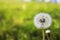 Sunny round Dandelion on the background of green grass