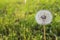 Sunny round Dandelion on the background of green grass