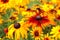 Sunny rudbeckia flowers on a flower bed  close-up