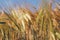 Sunny rustic landscape with rye field, close up