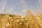 Sunny rustic landscape with wild chamomile flowers in bloom