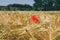 Sunny rustic landscape with wild poppy flower and rye field.