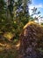 Sunny Scandinavian forest with granite boulders. Mobile photo.