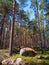 Sunny Scandinavian forest with granite boulders. Mobile photo.