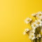 Sunny Serenity: Chamomile on Yellow with Copy Space