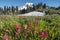 Sunny Shot of Scarlet Paintbrush with Mount Rainier