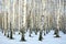 Sunny snow birch grove