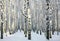 Sunny snowy winter birch grove