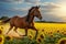 Sunny Splendor: Horses Galloping Through a Sunflower Field.