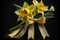 Sunny Splendor: Yellow Daffodils and Ribbon